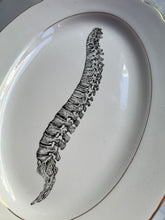 Carica l&#39;immagine nel visualizzatore di Gallery, Sperlunga columna vertebralis
